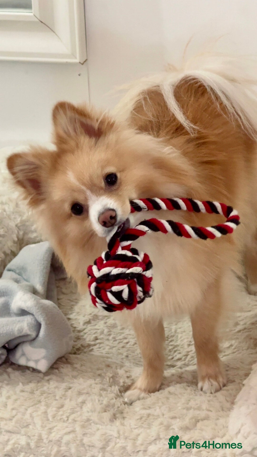 Pomeranian dogs for stud: 🐾 Miniature Foxy Type Pomeranian for Stud - Image 6