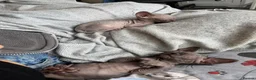 Sphynx cats for sale: New Sphynx Litter Available Now! - Advert 19