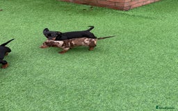 Miniature Dachshund dogs for sale: Beautiful dachshund puppies  - Advert 11