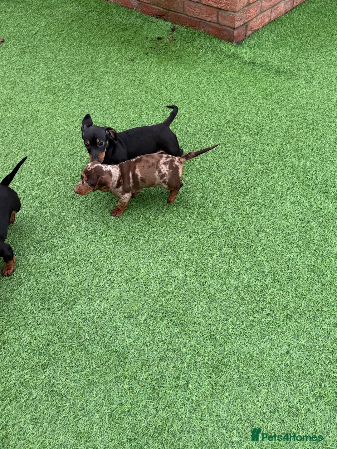 Miniature Dachshund dogs for sale: Beautiful dachshund puppies  - Advert 11