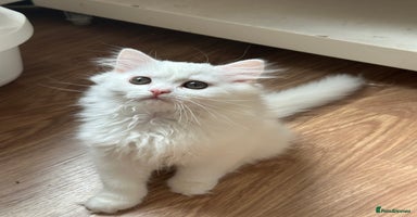 British Shorthair cats - Advert 3