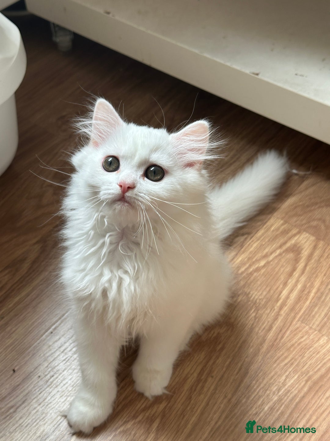 British Shorthair cats for sale: Gorgeous British Longhair & Shorthair Kittens - Image 3