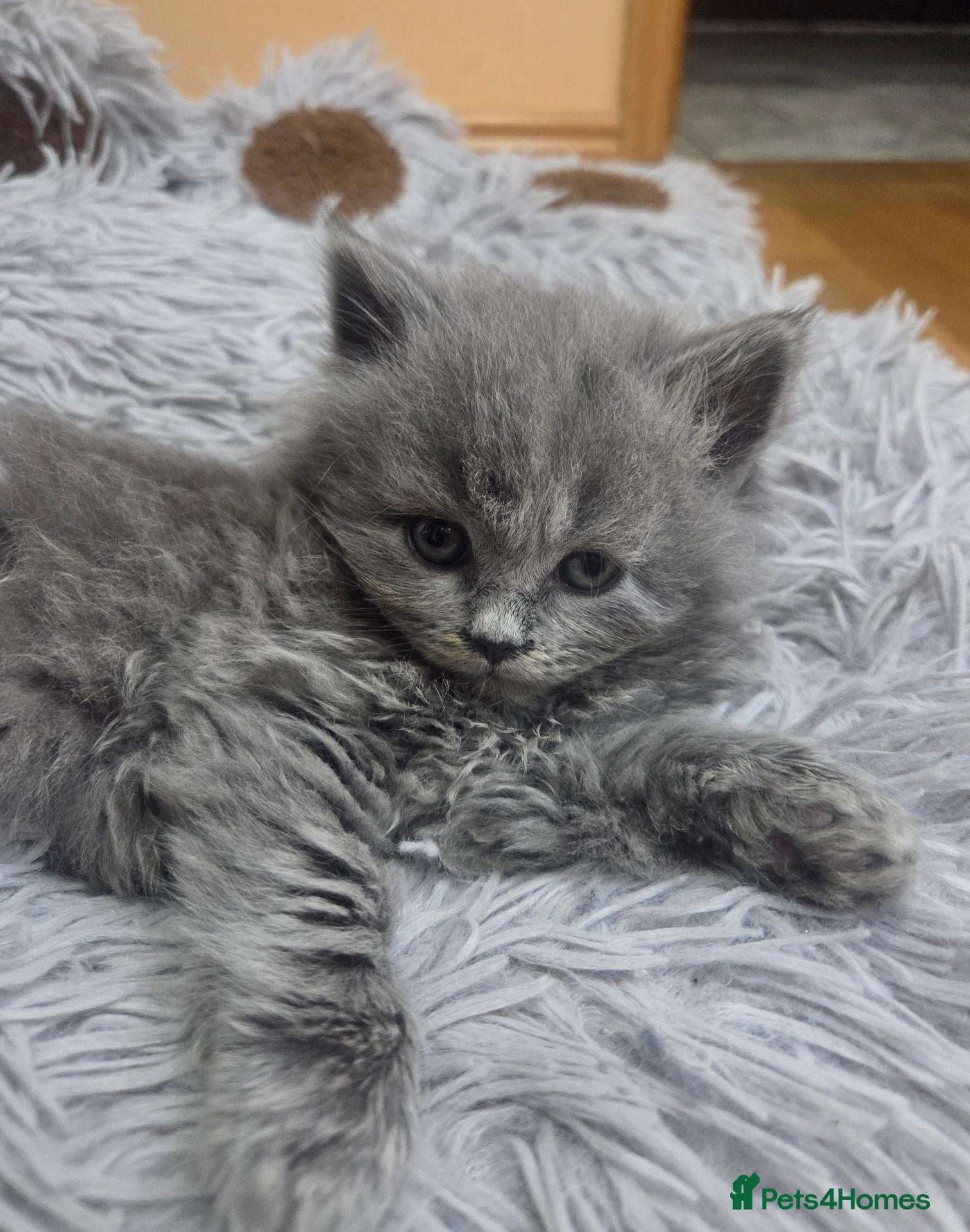 Scottish Fold cats Kittens Scottish straight blue boy and girl - Advert 5
