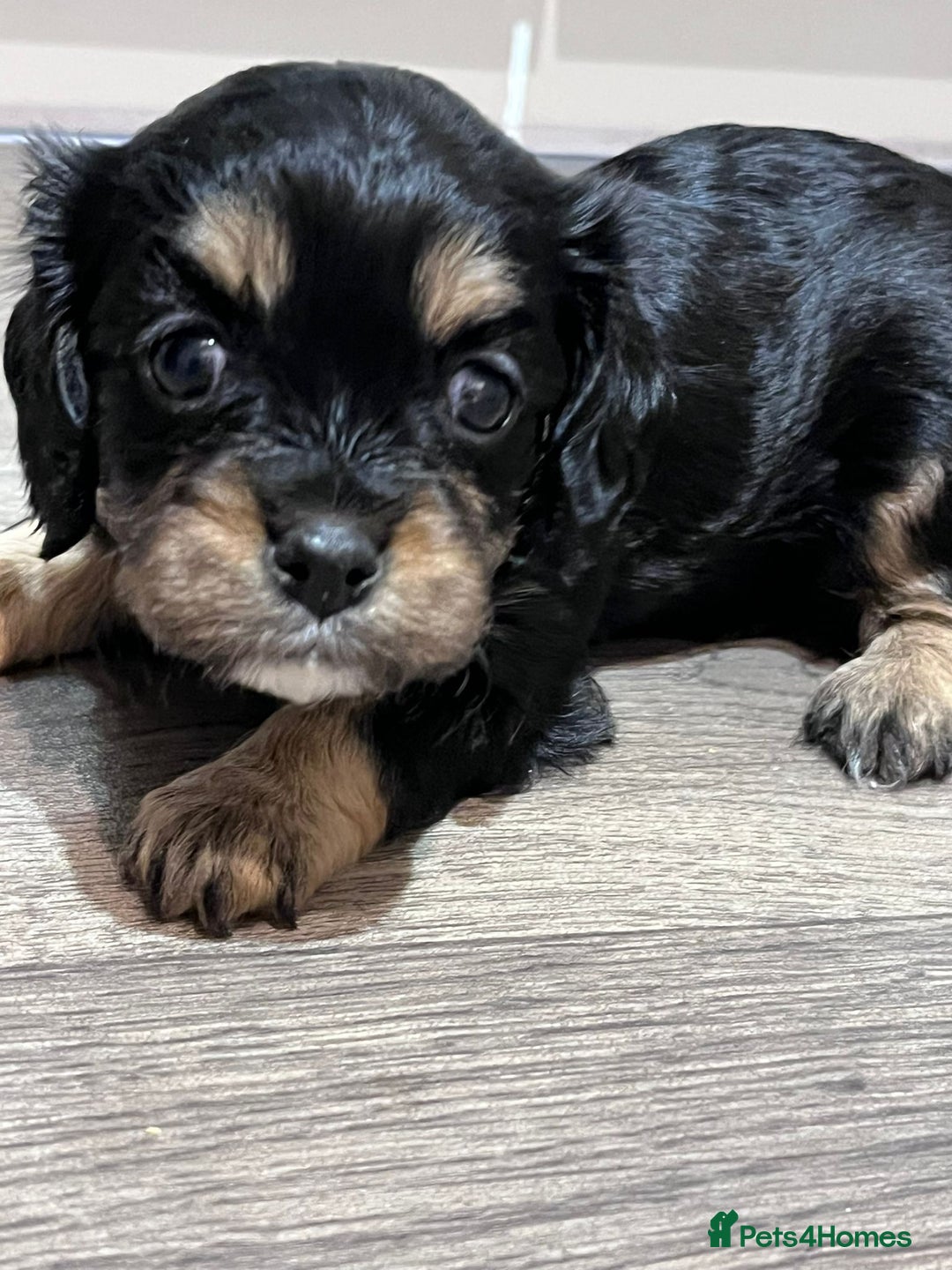 Cavapoo dogs for sale: Beautiful F1B REVERSE Cavapoos - Advert 19
