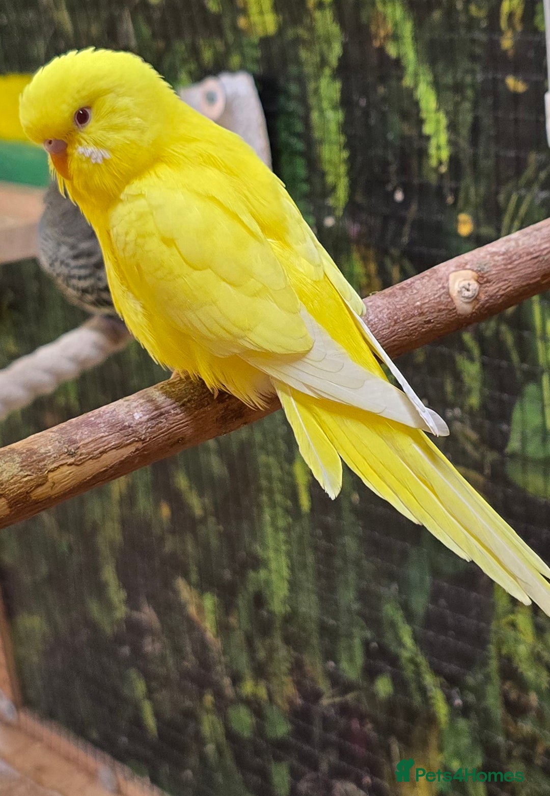 Budgerigars birds for sale: Yellow Lutino budgies. - Image 22