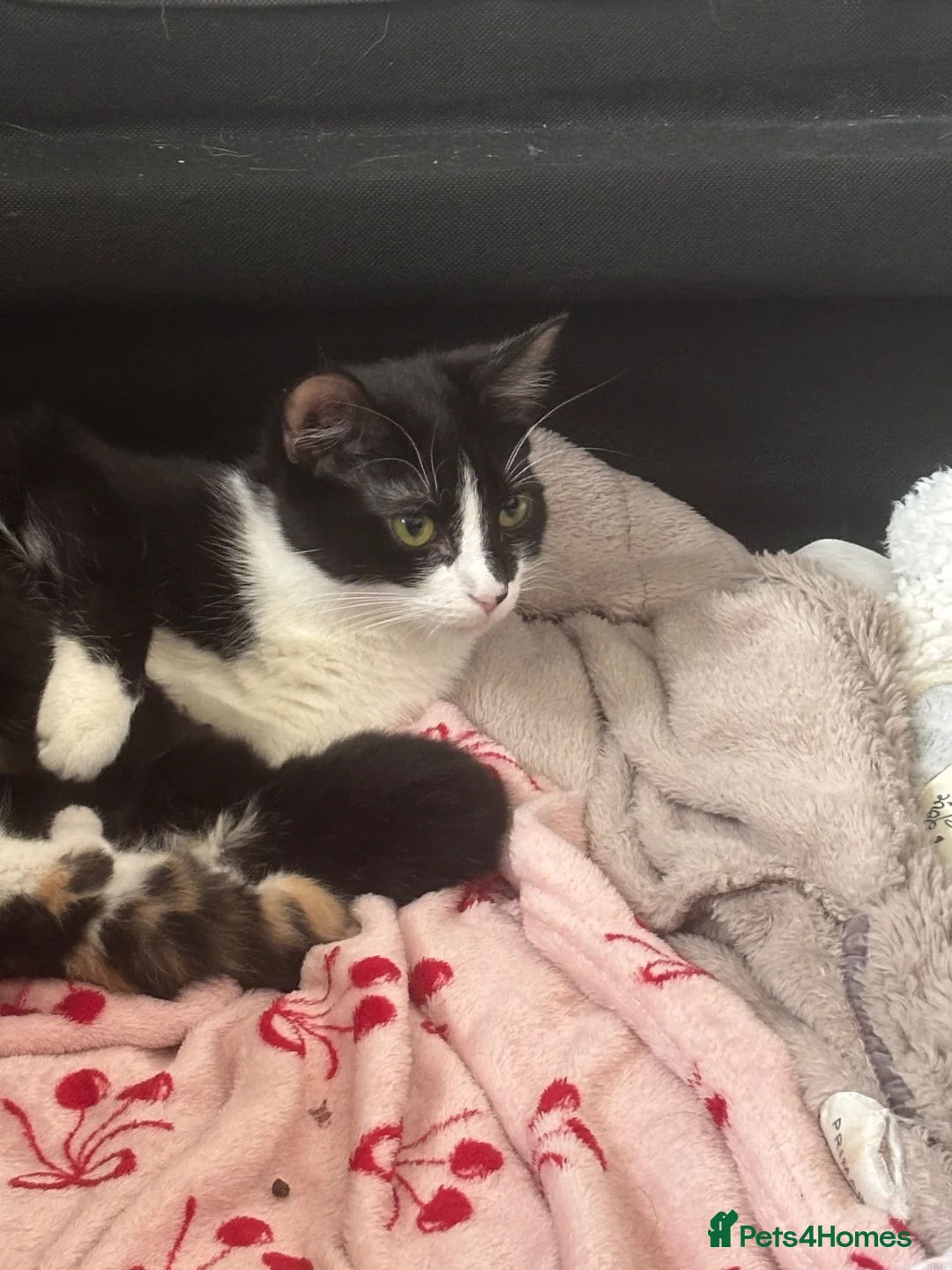 Mixed Breed cats for sale: Baby kitten  - Advert 1