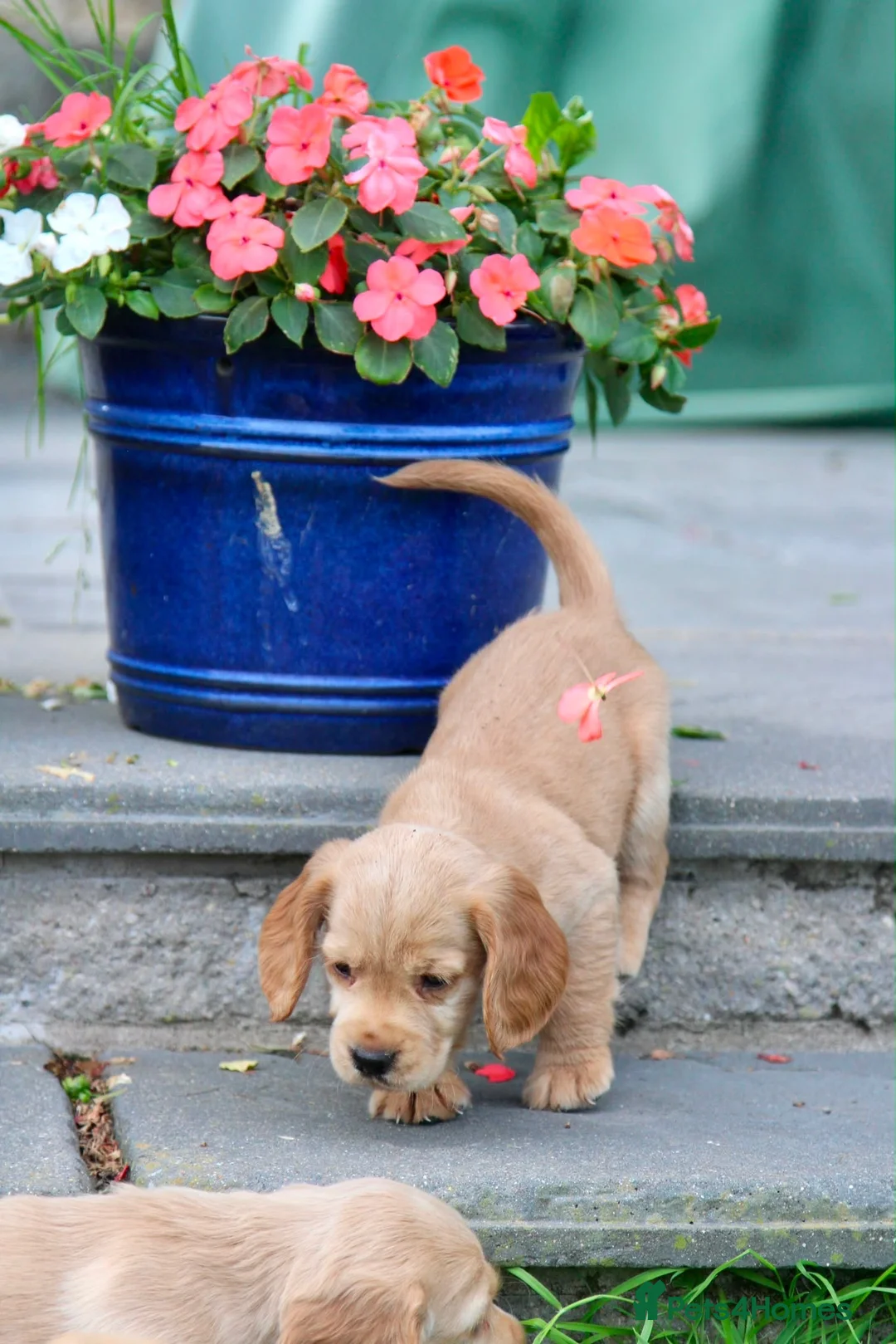 Cocker Spaniel dogs for sale: Gorgeous Golden Working Cocker Spaniels - Advert 23