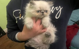 Persian cats for sale: Color point Persian kittens - Image 4