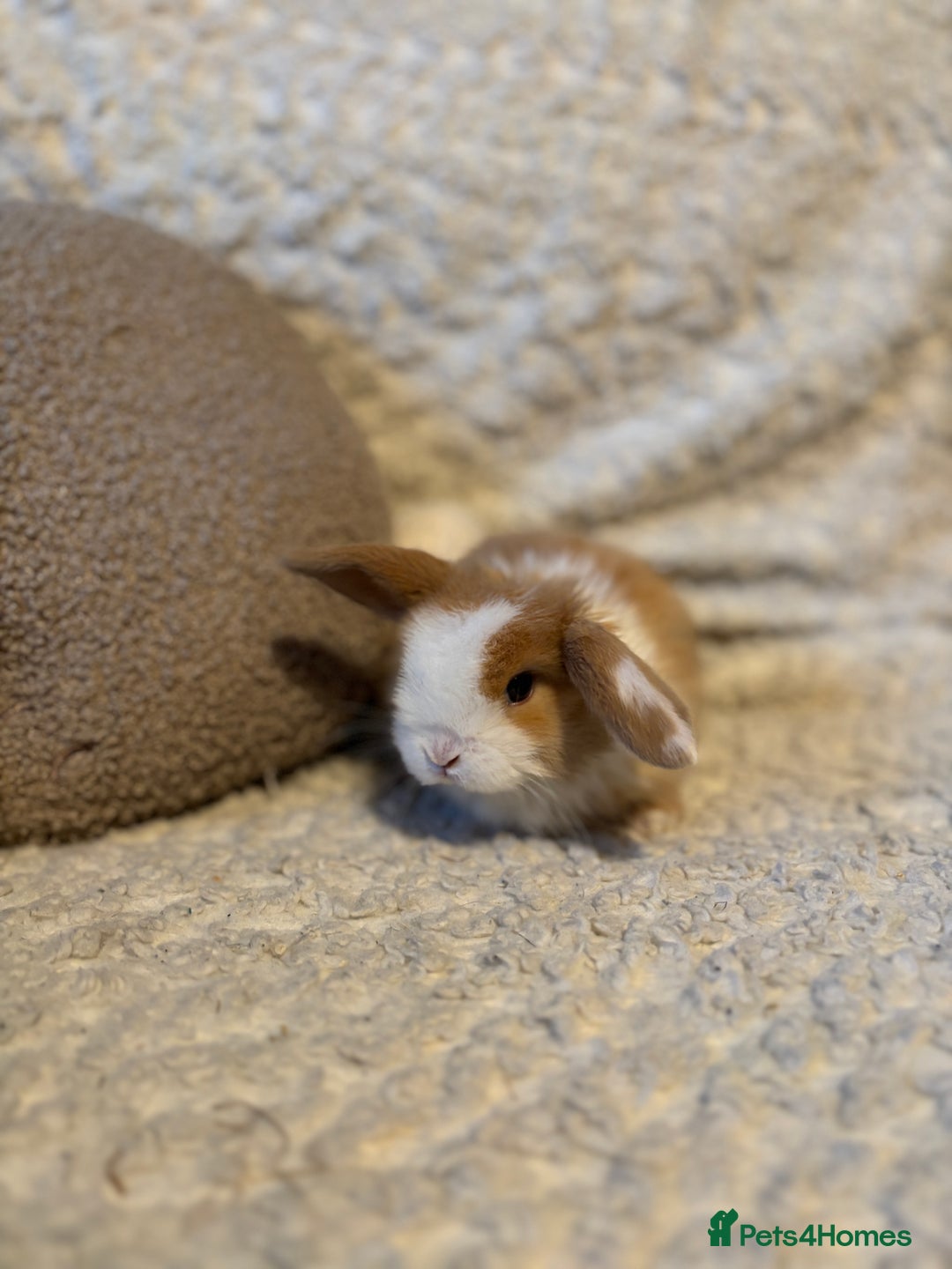 Mini Lop rabbits for sale: Mini lop babies 🫶🏻 ready to reserve ✨ - Image 12