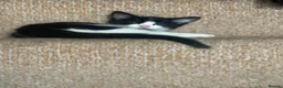 Mixed Breed cats for sale: 4 mixed breed kittens - ready to leave now  - Advert 1