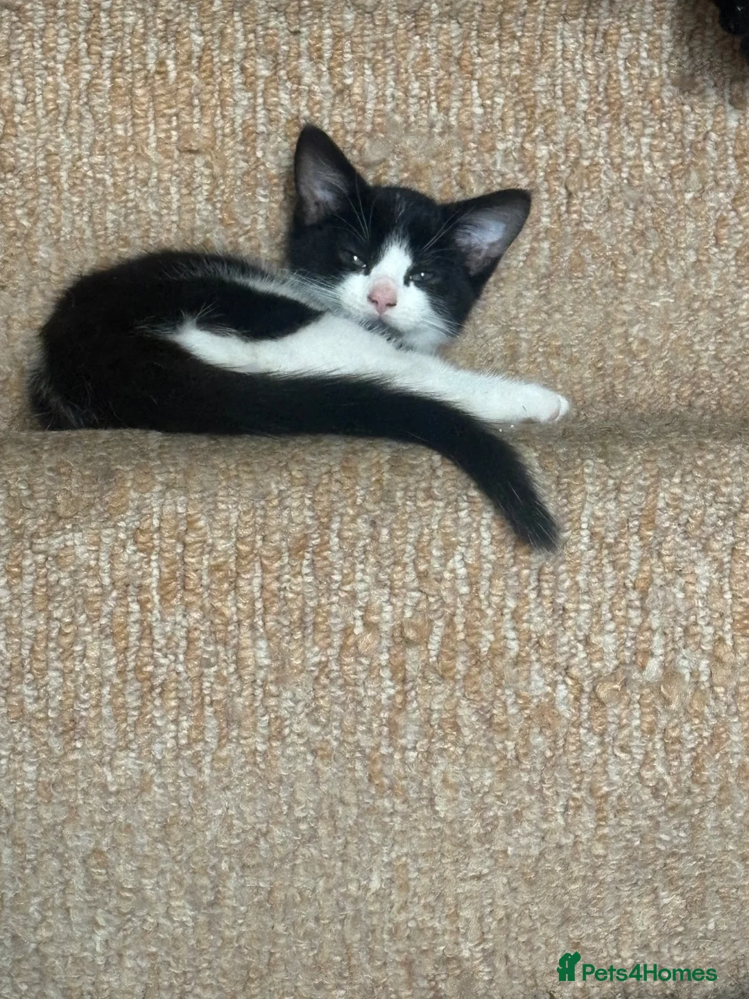Mixed Breed cats for sale: 4 mixed breed kittens - ready to leave now  - Advert 1