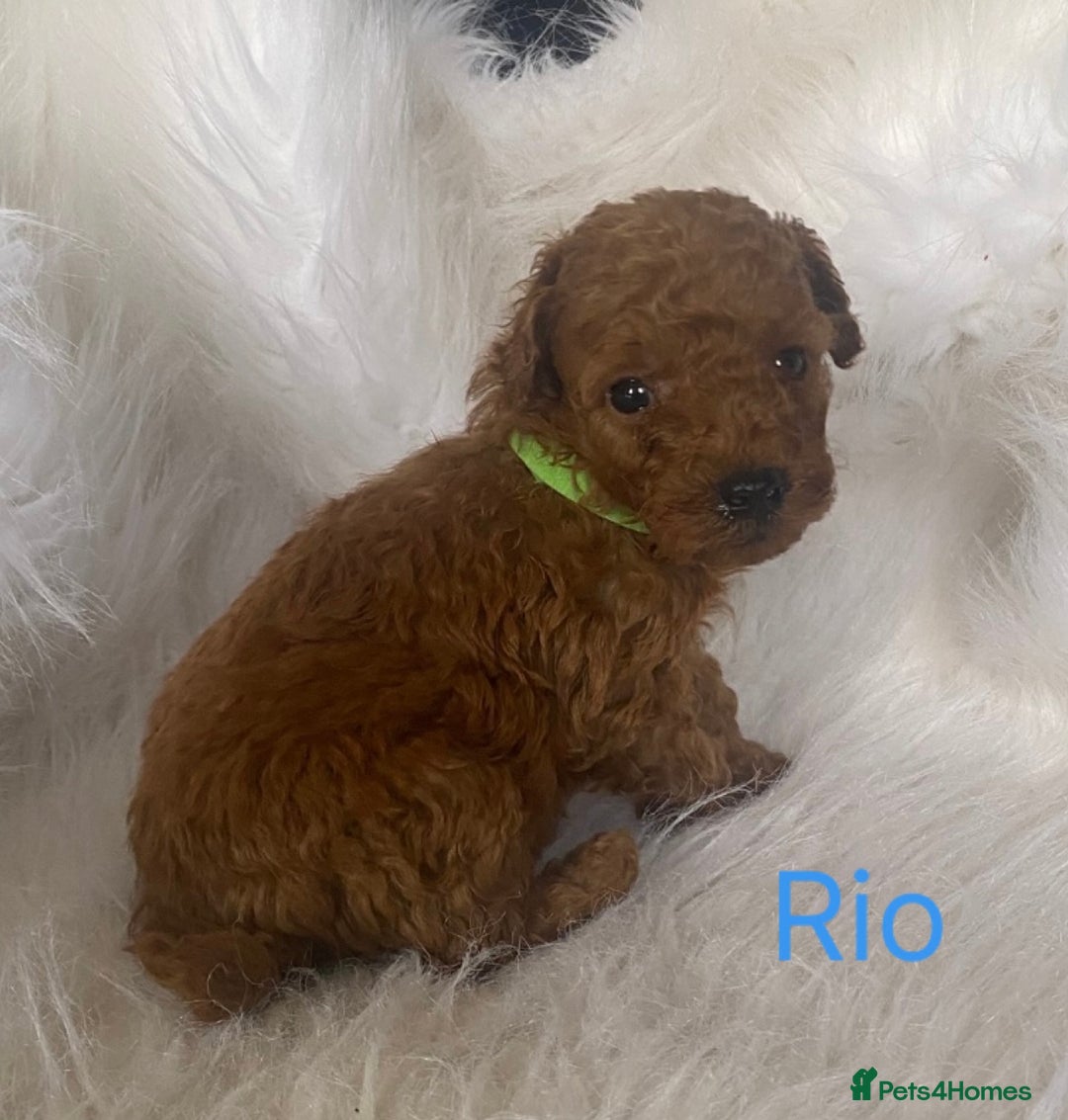Miniature Poodle dogs for sale: Gorgeous Red Minature Poodles Puppies  - Image 17