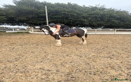 Irish Cob horses for sale: 14hh 6 year old gelding cob - Image 5