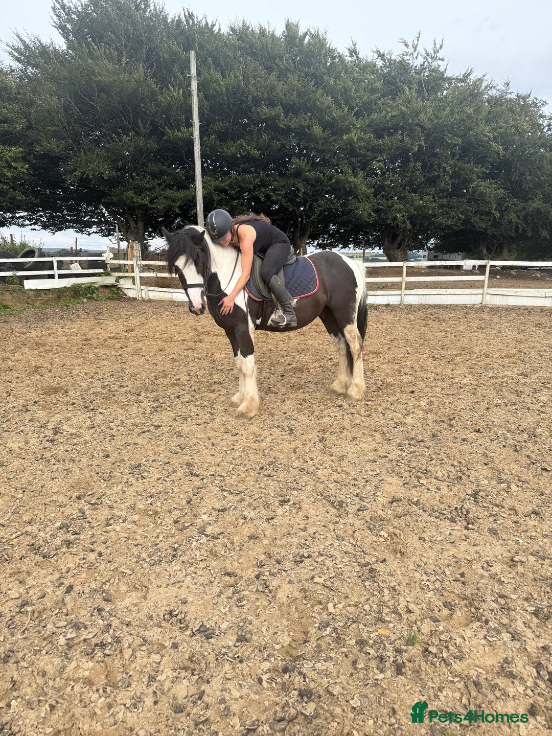 Irish Cob horses for sale: 14hh 6 year old gelding cob - Image 5