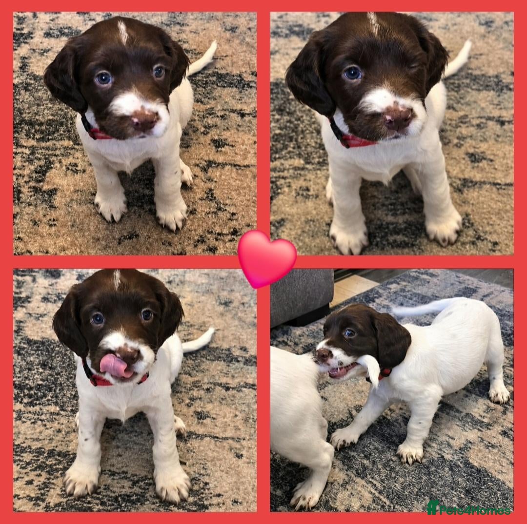 English Springer Spaniel dogs for sale: 🩷💫KC🐾Georgia’s💕Last Springer Spaniel girl🐾💗 - Advert 2