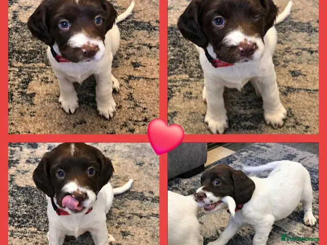 English Springer Spaniel dogs for sale: 🩷💫KC🐾Georgia’s💕Last Springer Spaniel girl🐾💗 - Advert 2