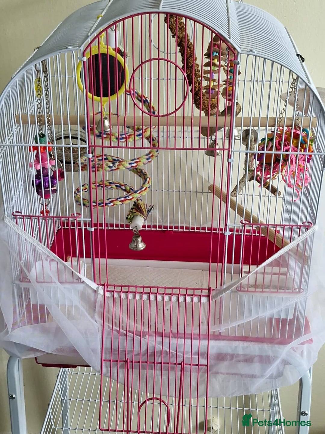 Budgerigars birds for sale: Violet Opaline Budgie - Image 2
