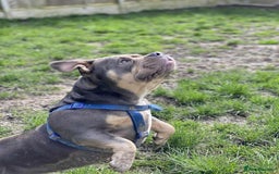 American Bully dogs for sale: Pocket bully for rehome - Image 3