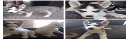 Siberian Husky dogs for sale: Siberian Husky puppies for sale in Keighley - Advert 1