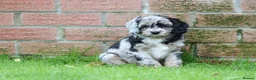 Cavapoo dogs for sale: Beautiful Cavapoo puppies for sale - Advert 15