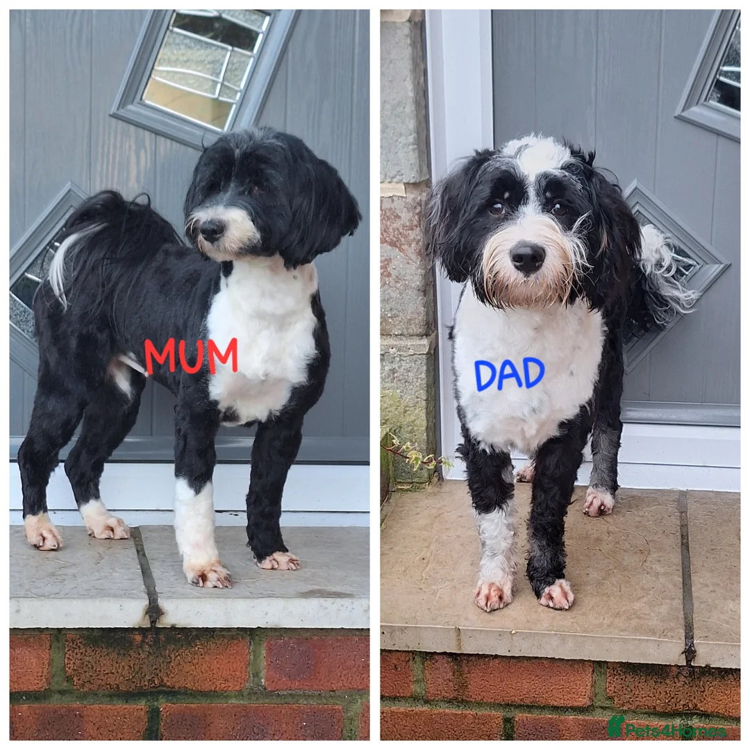 Tibetan Terrier dogs for sale: Tibetan Terrier puppies  - Advert 3
