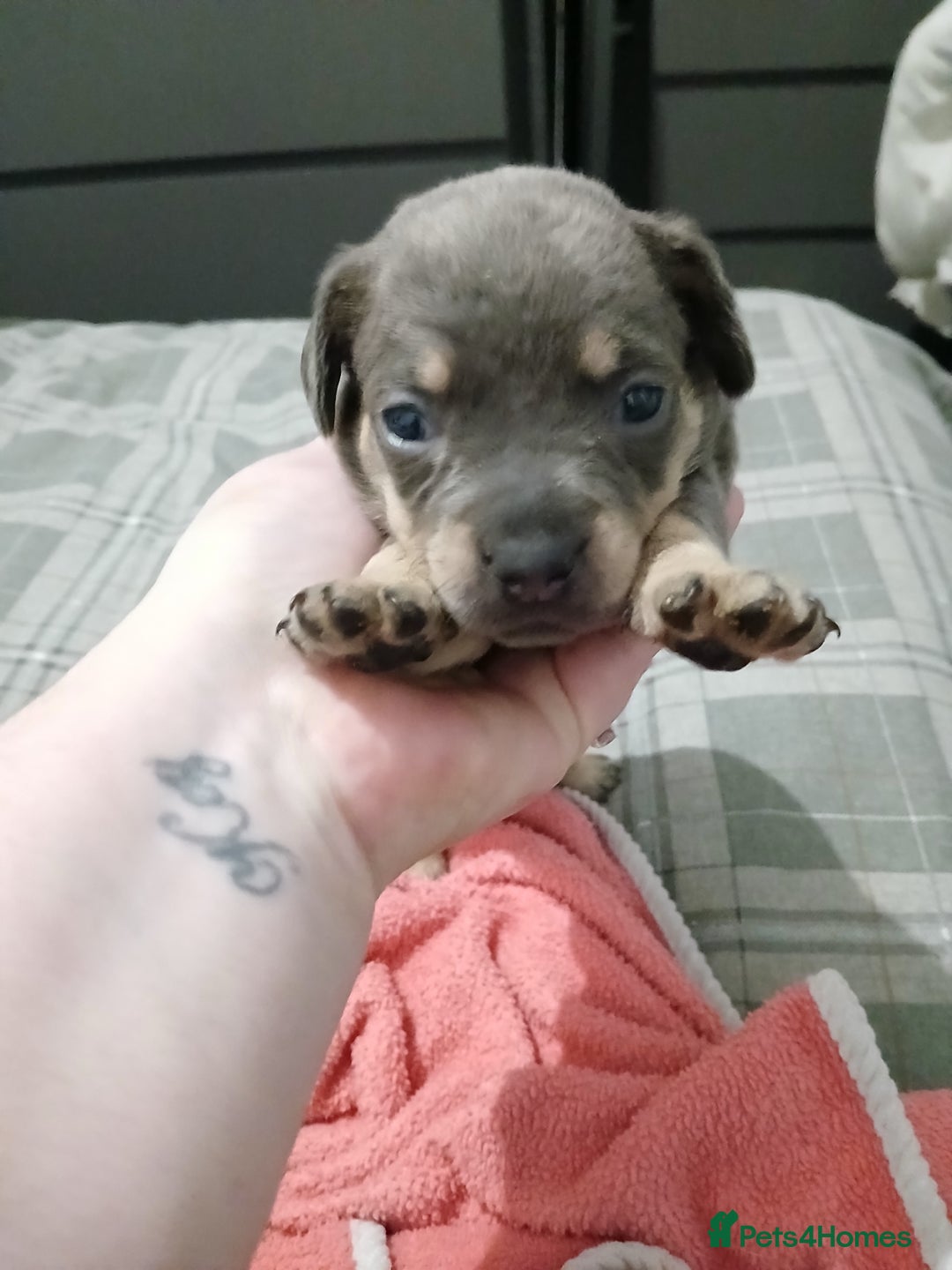 Mixed Breed dogs for sale: French dash pups  - Advert 8