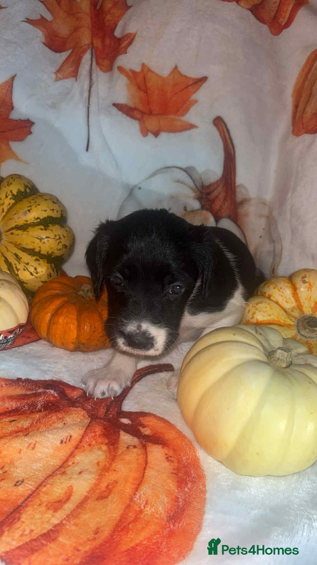 Mixed Breed dogs for sale: Springer cross puppies  - Image 8