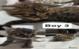 British Shorthair cats for sale: 4 boy British short haired tabby’s  - Advert 3