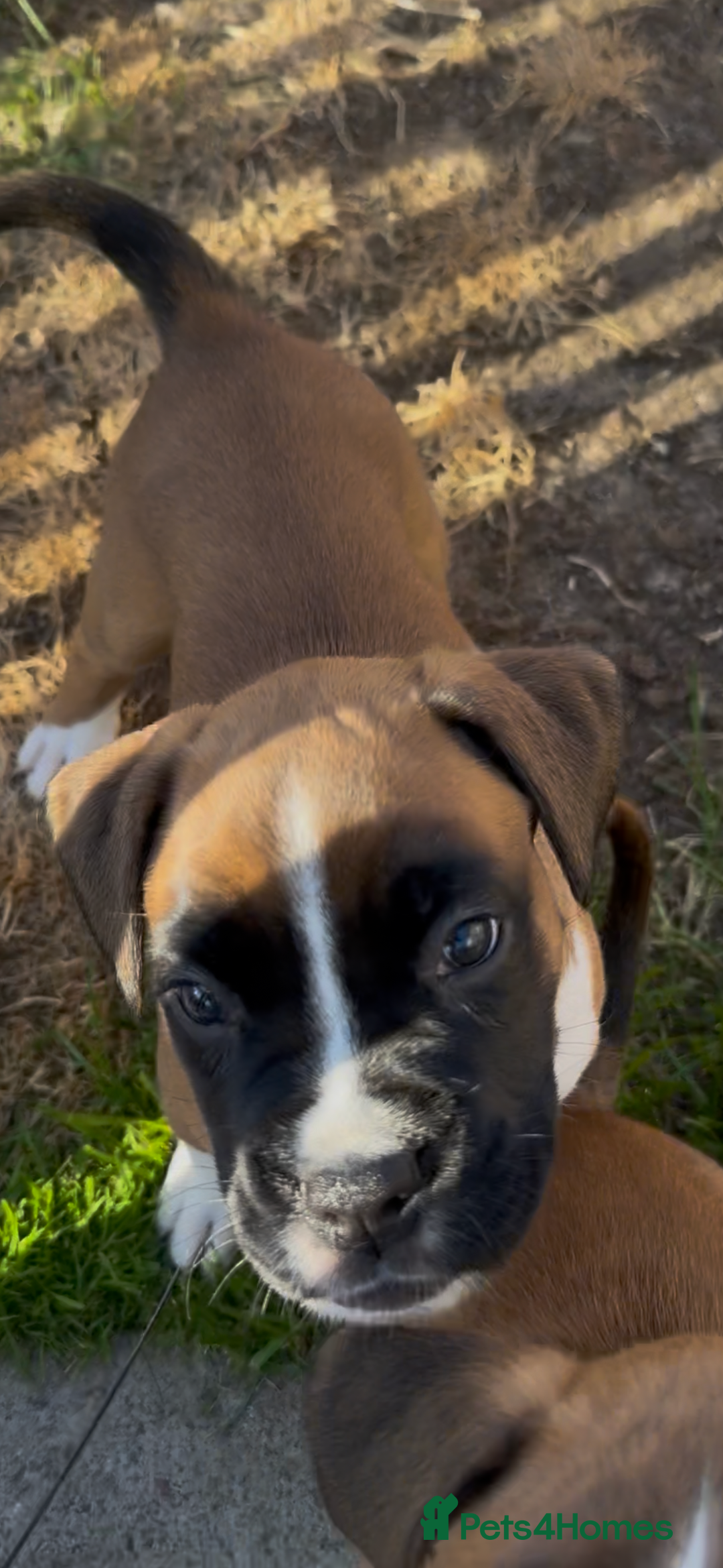 Boxer dogs for sale: READY NOW Boxer Puppies KC registered  - Image 26