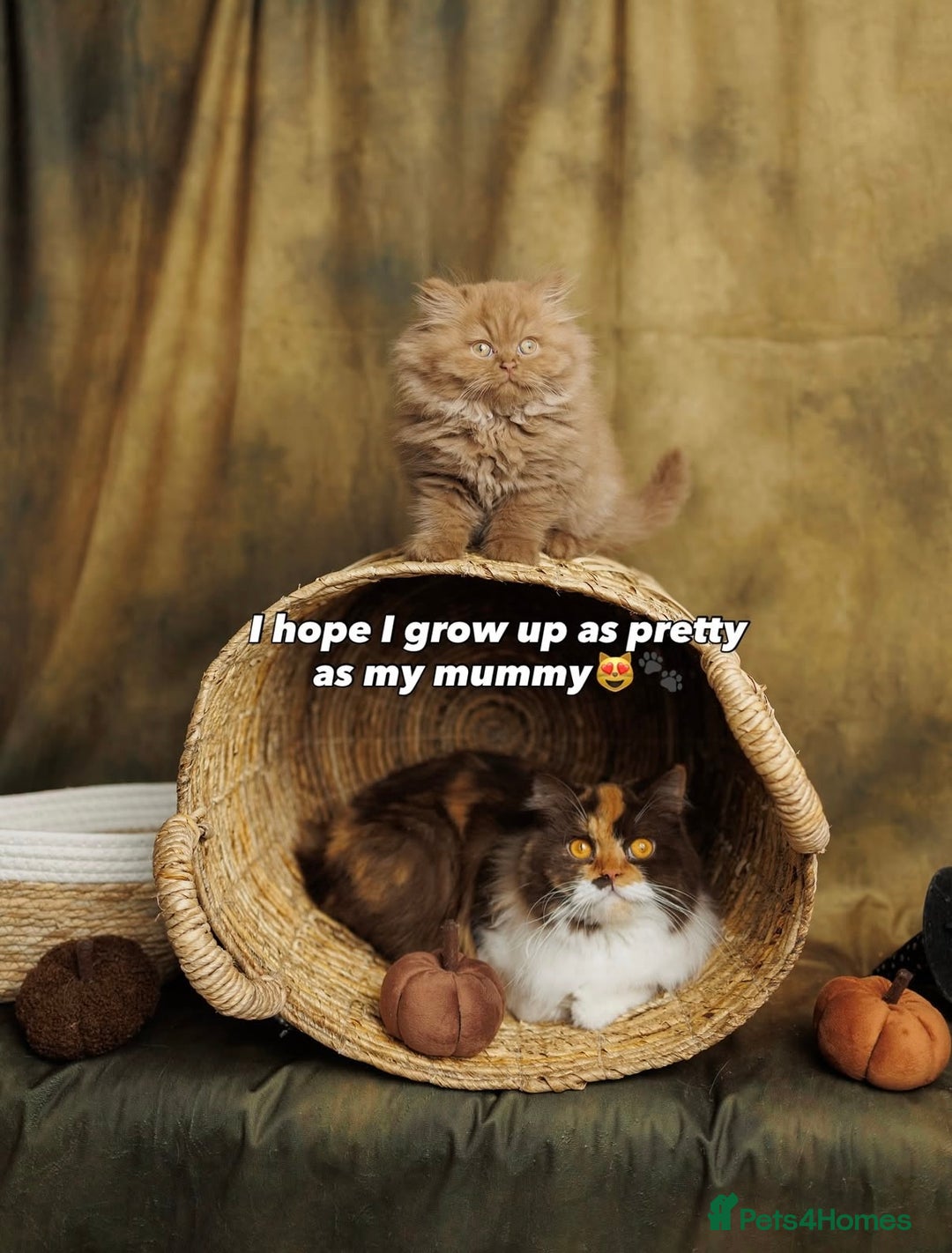 British Shorthair cats for sale: British Short and Long Hair  - Image 16