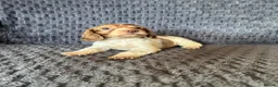 Cocker Spaniel dogs for sale: Cocker spaniel Puppies  in Leicester - Advert 2