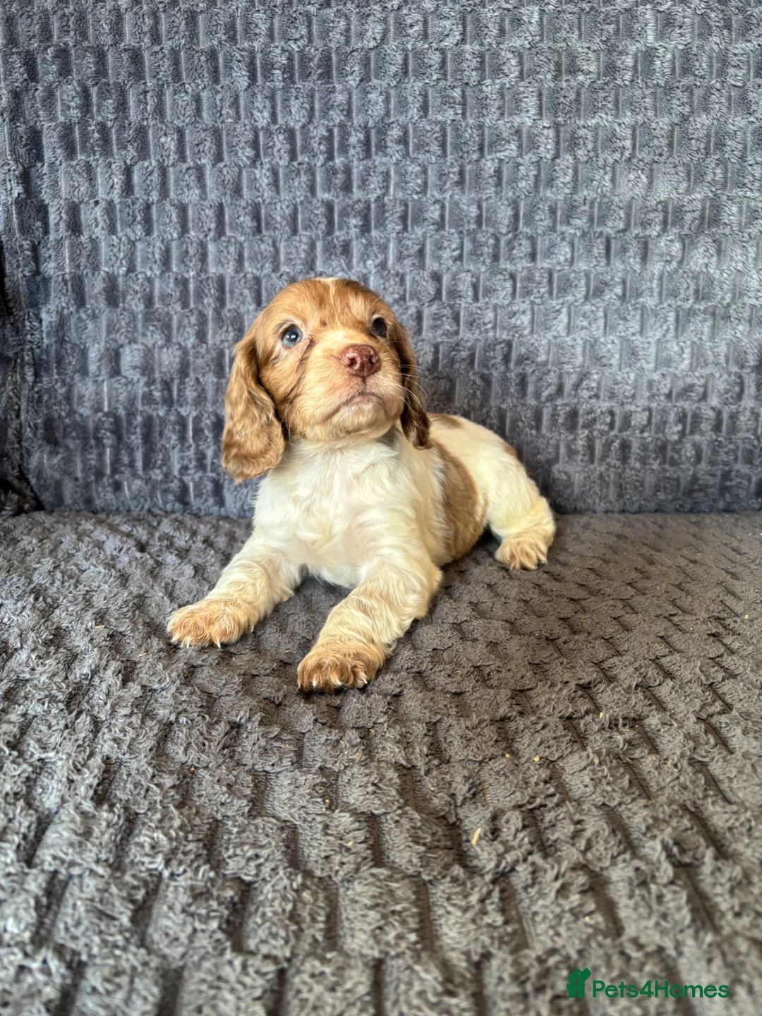 Cocker Spaniel dogs for sale: Cocker spaniel Puppies  in Leicester - Advert 2
