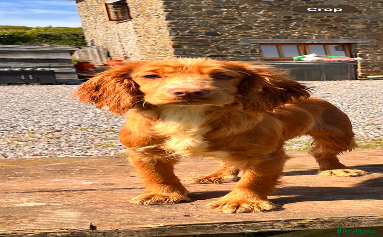 Cocker Spaniel dogs - Advert 11