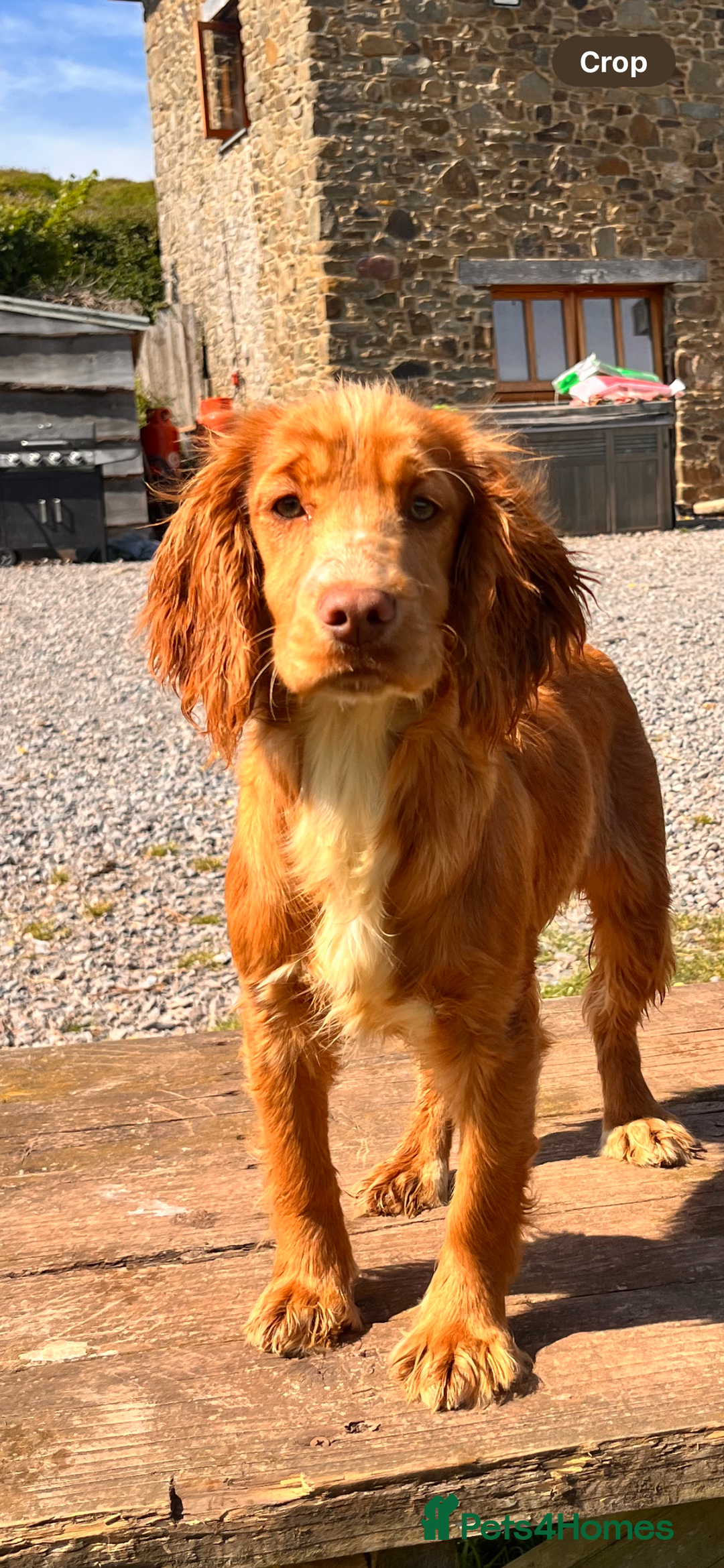 Cocker Spaniel dogs for sale: 8 month old KC working cocker spaniel  - Image 1