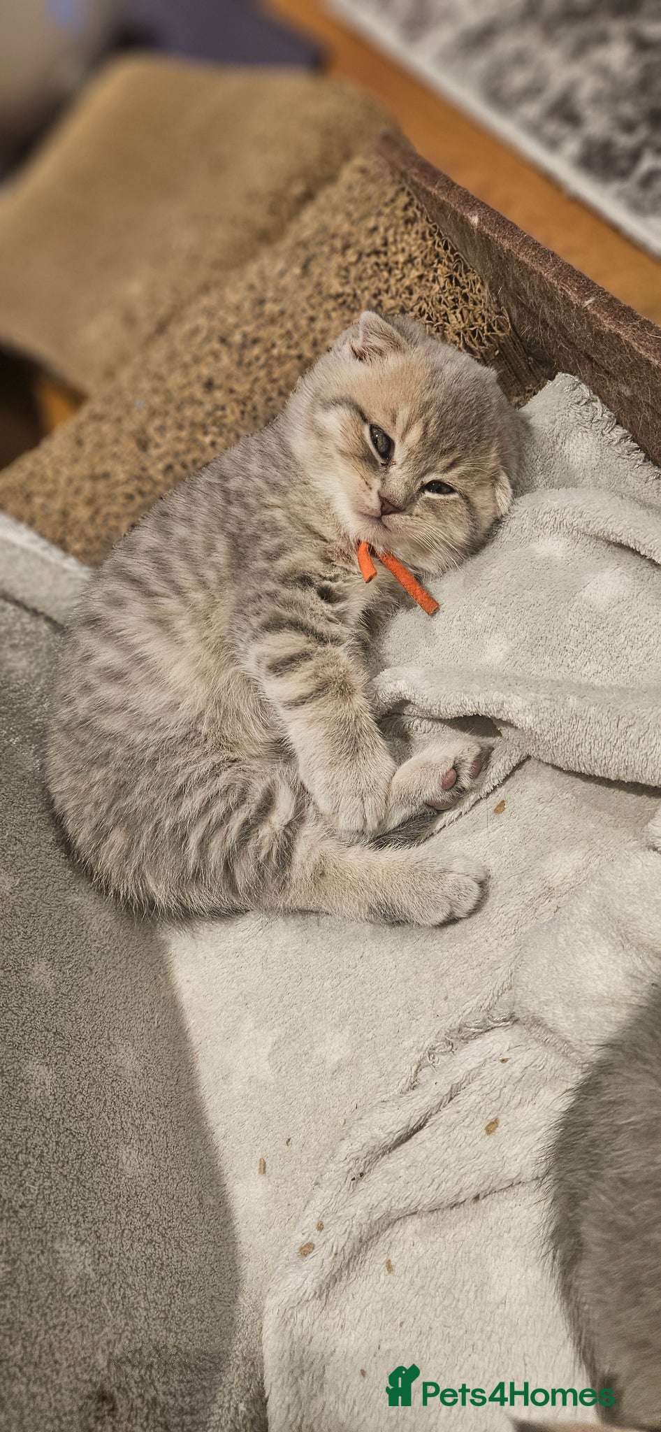 Scottish Fold cats CUTE PEDIGREE KITTENS LOOKING FOR LOVING HOMES  - Advert 1