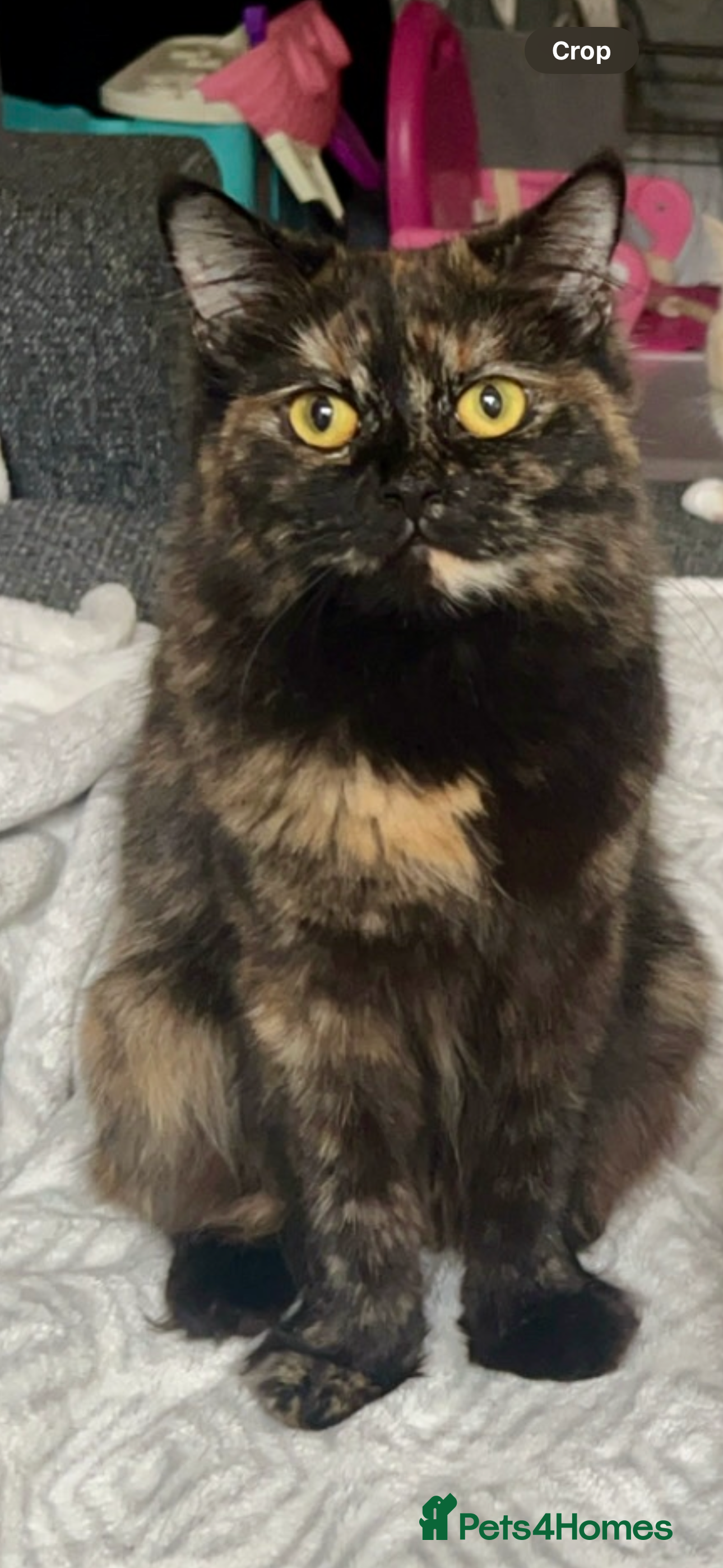 Domestic Shorthair cats ragdoll - Advert 18