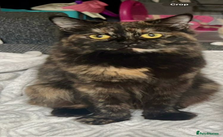 Ragdoll cats - Advert 13