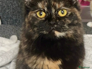 Ragdoll cats - Advert 3