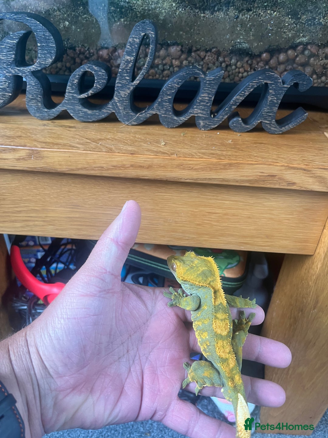 Gecko reptiles for sale: Created Geko’s with tank  - Image 5