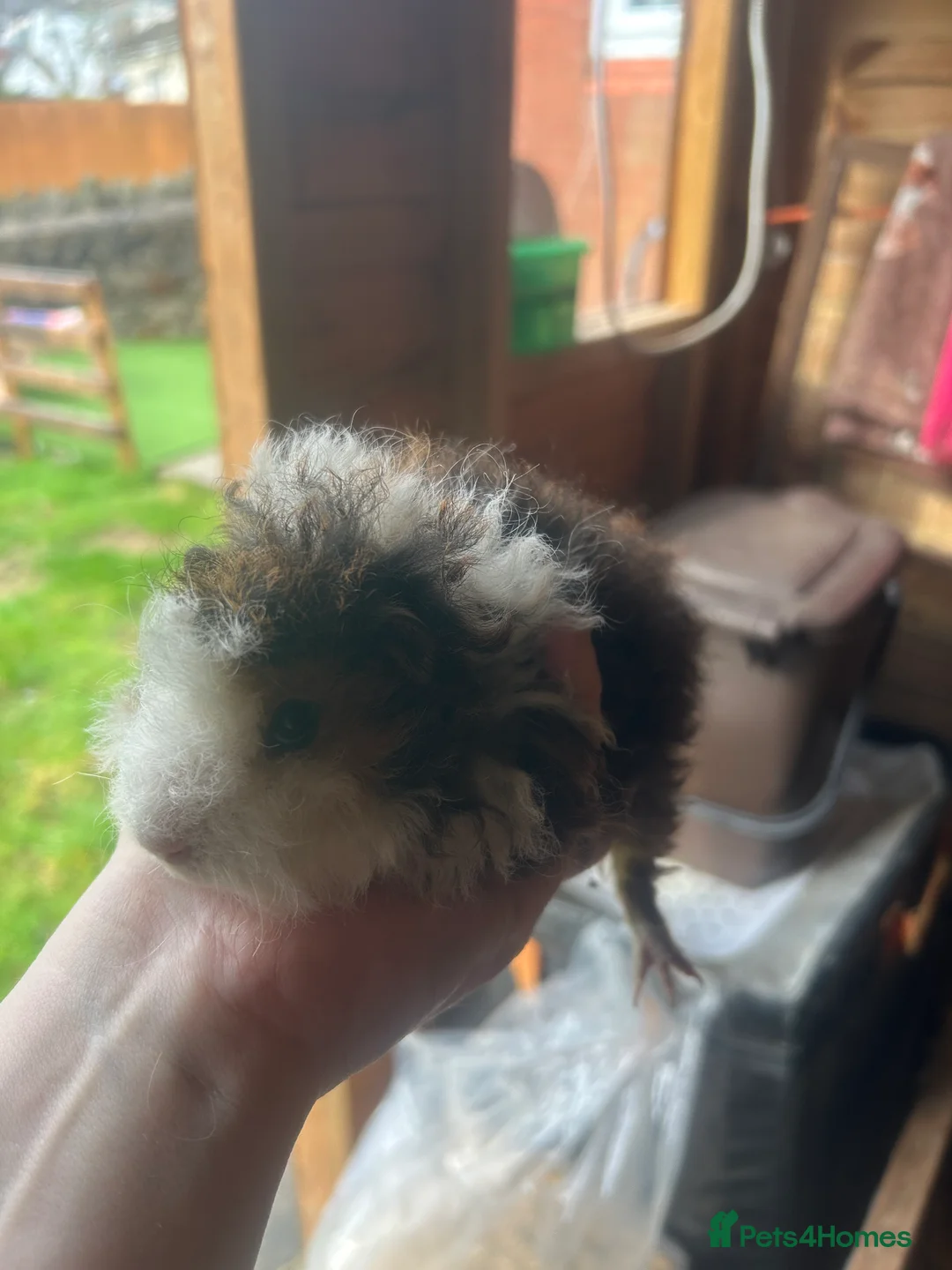 Guinea Pig rodents for sale: Longhair guineapigs  - Advert 5