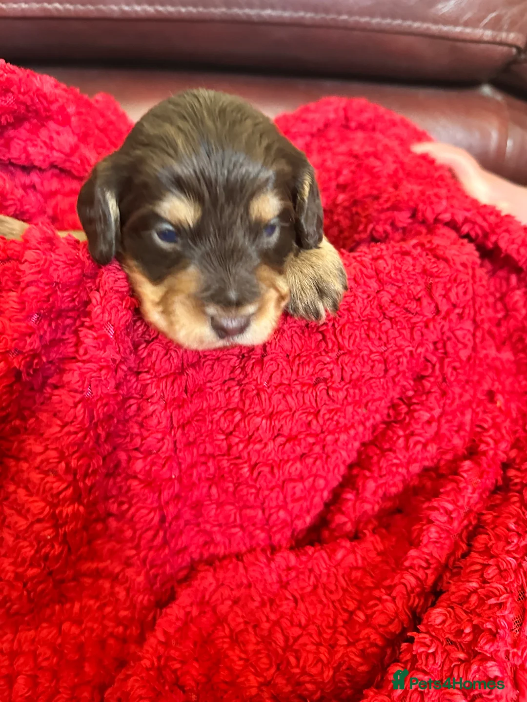 Cockapoo dogs for sale: Last little boy looking for his forever home  - Advert 25