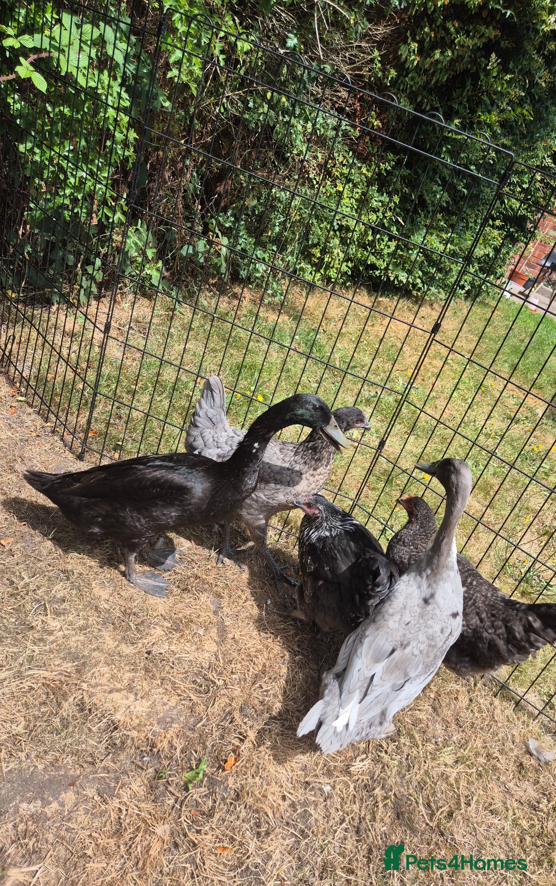 Hens poultry for sale: Three hens for sale - Image 1