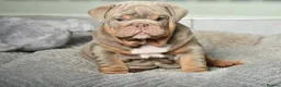 English Bulldog dogs for sale: Like Father Like Son 1 Male pup available in Burnley - Advert 3