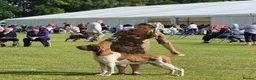 Bracco Italiano dogs for sale: ⭐️⭐️TOP BREEDER 2021,22,23,24,25⭐️⭐️ - Advert 4