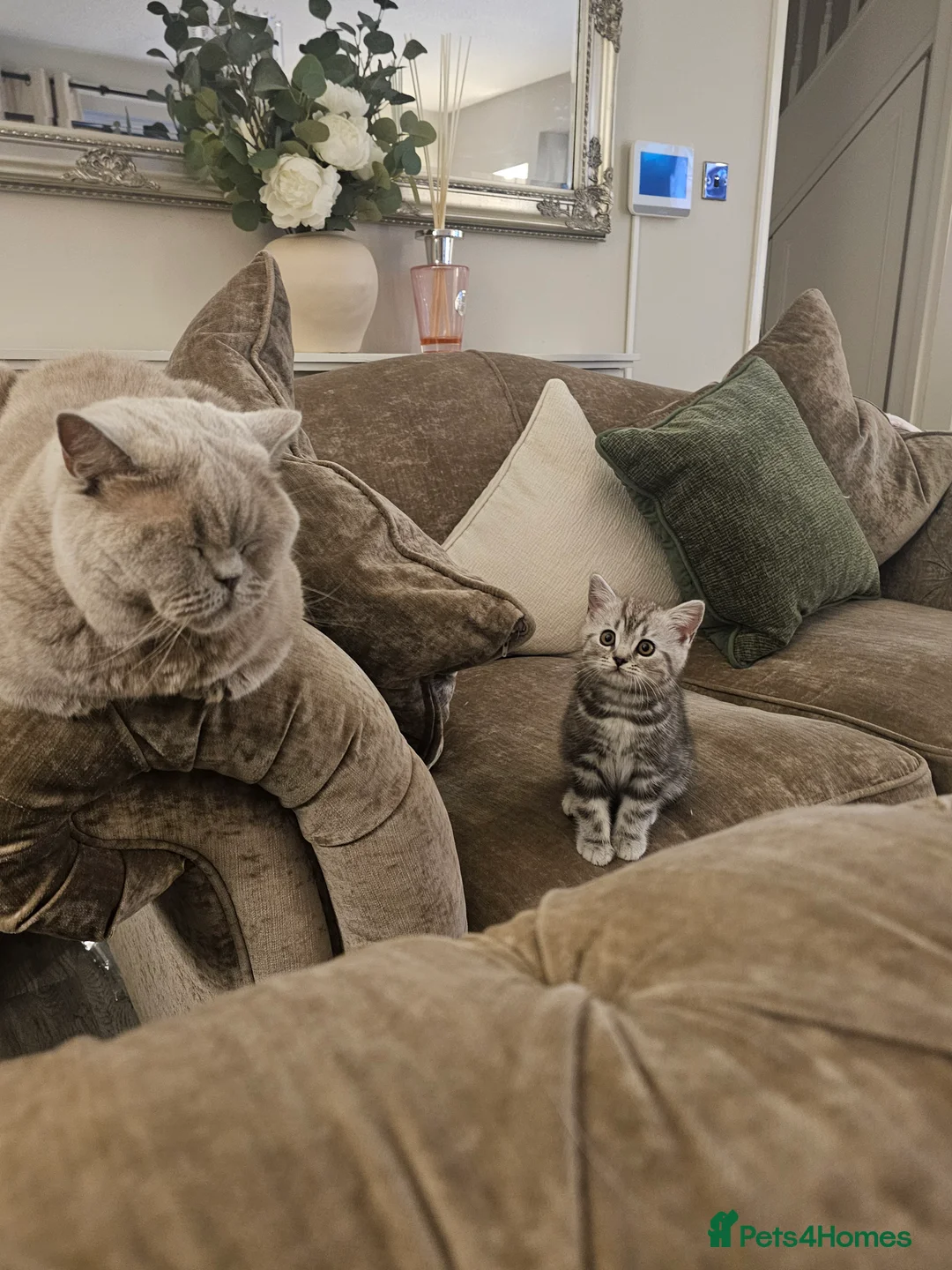 British Shorthair cats for sale: BEAUTUFUL LILAC SILVER TABBY BOY 💙🐈 - Advert 2