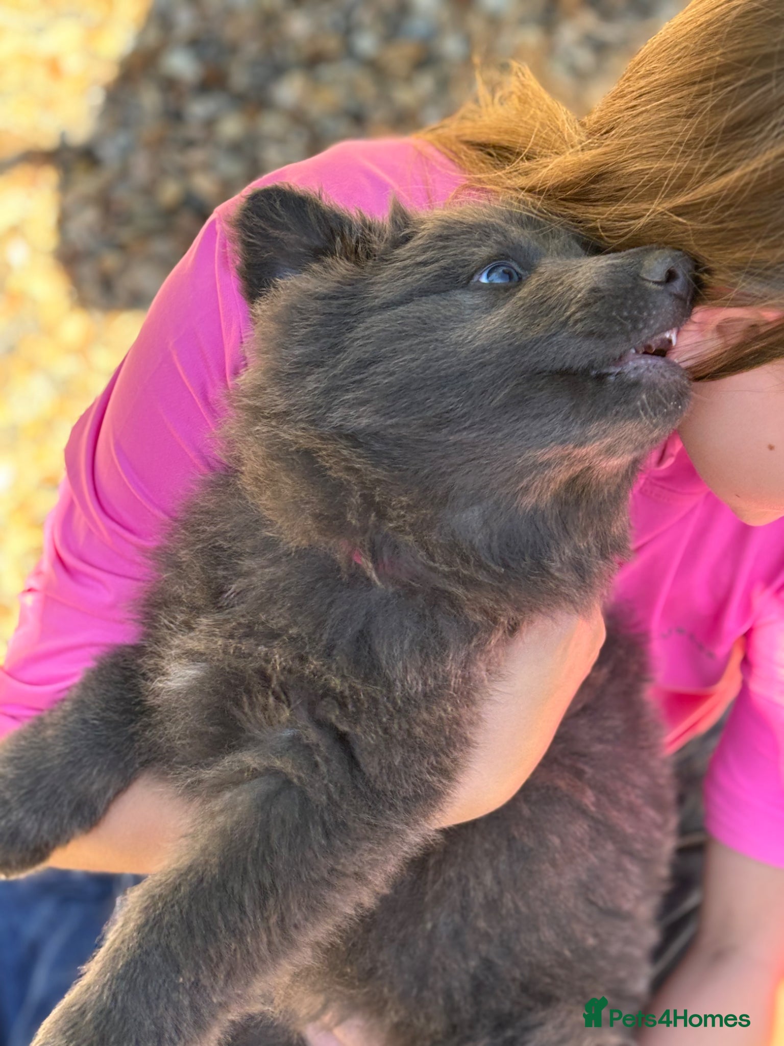 German Shepherd dogs 💙Big Blue Fluffy GSD Pups💙KC Reg*Available* - Advert 2