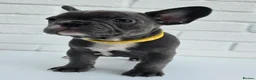 French Bulldog dogs for sale: Exceptional French Bulldog Puppies - Advert 6