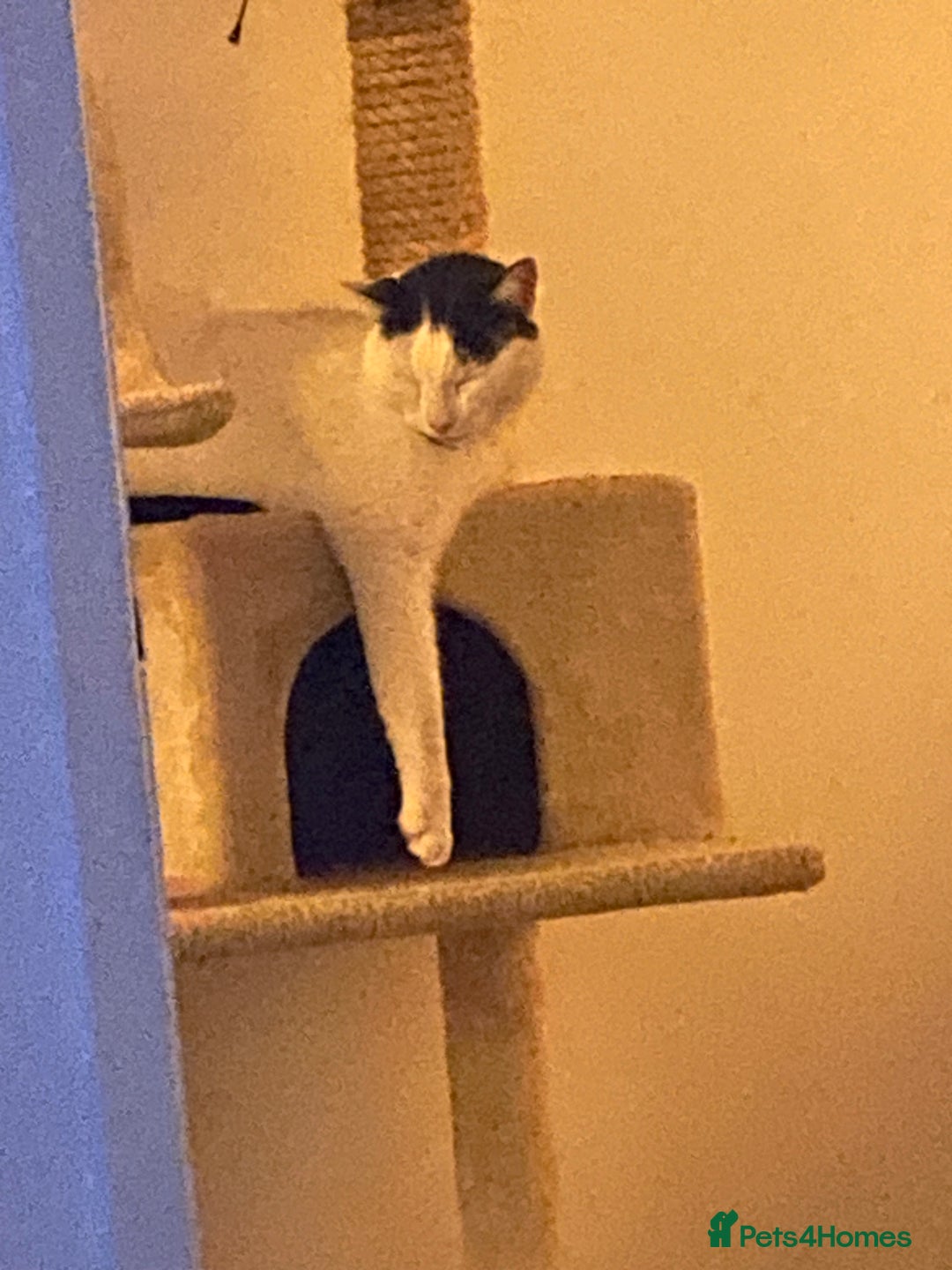 Mixed Breed cats for sale: Gentleman Jack 8 years old - Advert 3