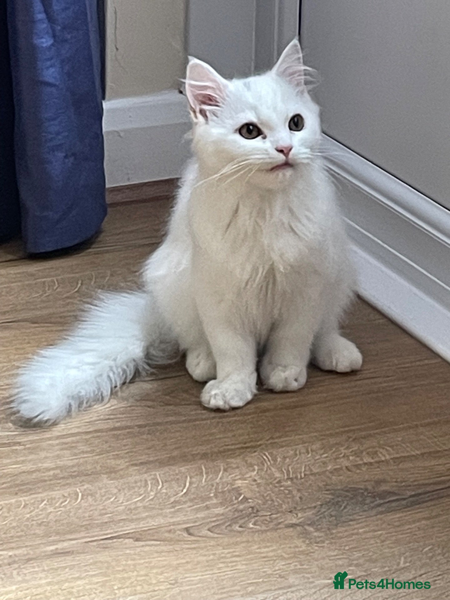 Mixed Breed cats  Persian kittens for sale  - Advert 15