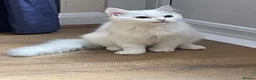 Mixed Breed cats for sale:  Persian kittens for sale  - Advert 8